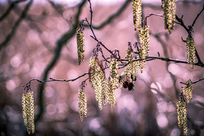 Close-up of catkins hanging from branch