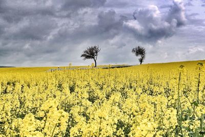 Scenic view of field against cloudy sky