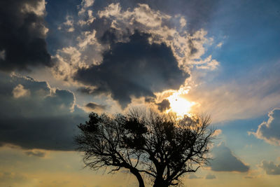 Low angle view of silhouette tree against sky during sunset