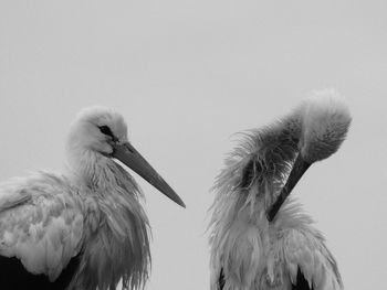 Low angle view of storks perching on nest against clear sky