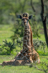 Portrait of giraffe on field