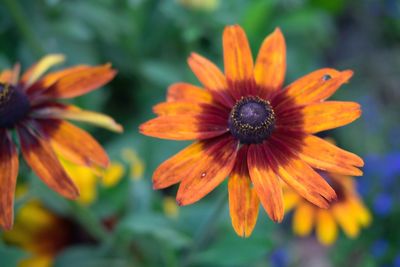 Close-up of orange flower blooming outdoors