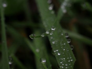 Close-up of water drops on leaf