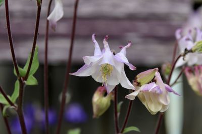 Close-up of pink flowers