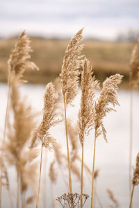 Close-up of stalks in field against sky
