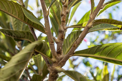 Low angle view of plant