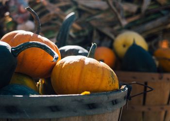 Close-up of pumpkins