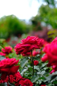 Close-up of red flowering plant