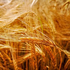 Close-up of wheat field