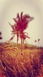 Coconut palm tree on field against sky