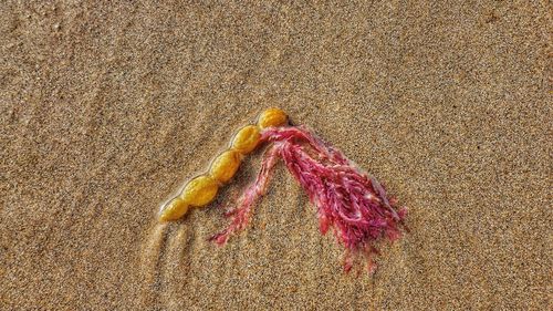 Seaweed on wet sand at beach