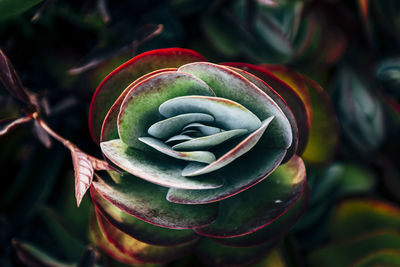 Close-up of succulent plant