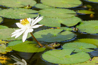 High angle view of lotus water lily in pond