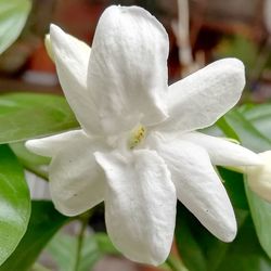 Close-up of white flower blooming outdoors