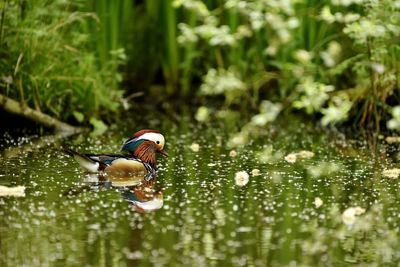 Bird swimming in a lake