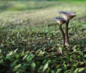 Close-up surface level of mushrooms