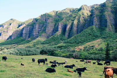 Cows relaxing on grassy field against mountains