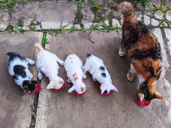 Stray mother cat with 4 kitten eating together in harmony. the kitten was about a month old.