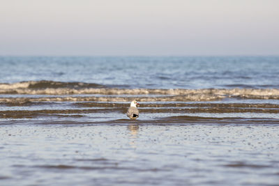 Seagull in the water. wildlife, bird on the beach