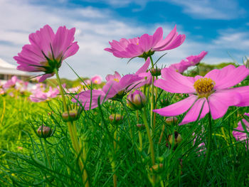 Close-up of pink flowering plants on field