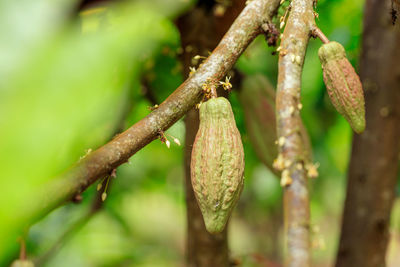 Close-up of fruits hanging on tree