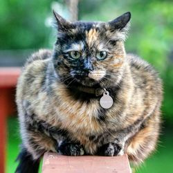 Close-up portrait of cat