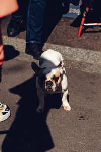 Low section of man with dogs on street