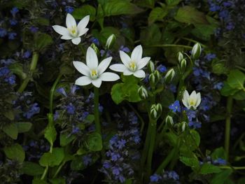 Close-up of purple flowers