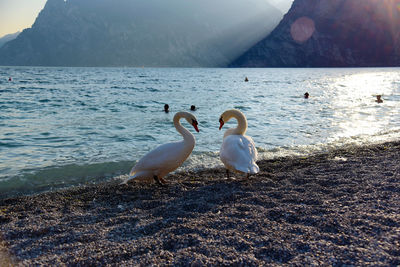 Swan on lake