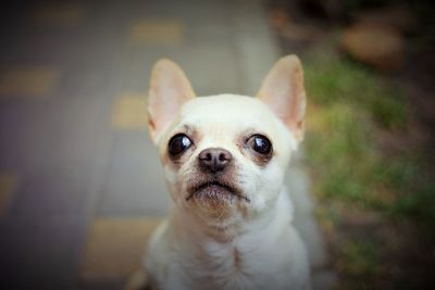 Portrait of a dog