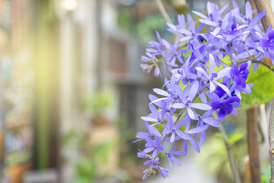 Close-up of purple flowering plant