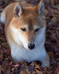 Close-up portrait of a dog on field
