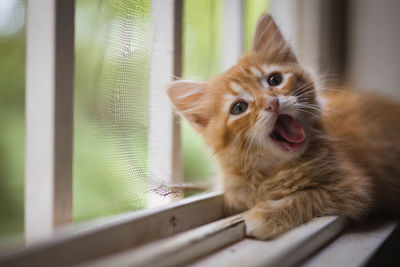 Close-up of cat yawning while resting on window sill