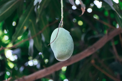 Close-up of fruit growing on tree