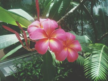 Close-up of pink flowers