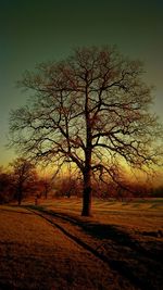 Trees on landscape against sky at sunset