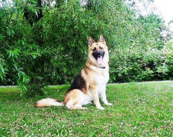 Dog sitting on grassy field