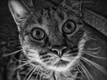 Close-up portrait of cat
