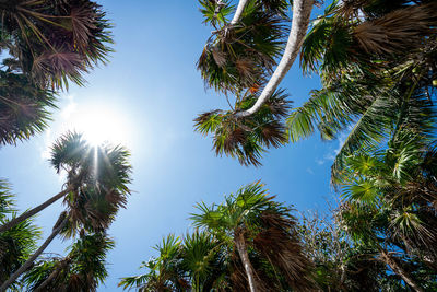 Low angle view of coconut palm trees against clear sky