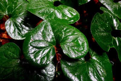 Close-up of leaves