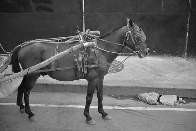Horse wearing carriage bridle