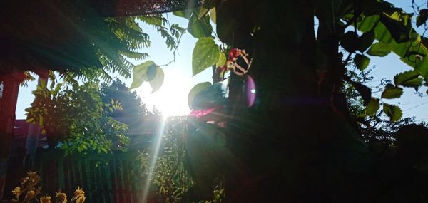 Low angle view of trees in forest against sky