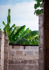 Low angle view of ivy on wall