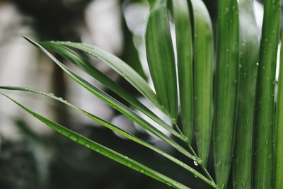 Close-up of wet leaf