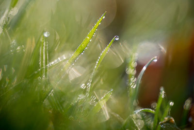 Close-up of water drops on flowering plant