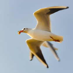 Low angle view of seagull flying