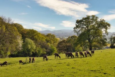 Horses grazing in a field