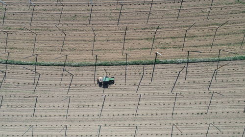 High angle view of bird on land