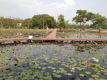 View of lotus leaves floating on water against sky