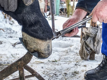 Blacksmith cut of long spiky ends of steel nail in horse hoof after setting new horseshoes.